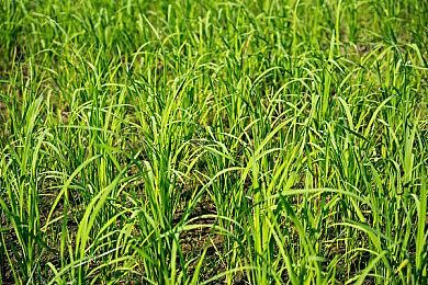 Steam每日特惠：《克苏鲁的呼唤》3折新史低