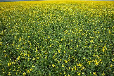 《宝可梦：朱＆紫》正式公布 2022年冬季发售